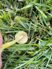 Bolbitius titubans