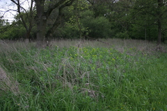 Euphorbia lucida