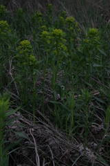 Euphorbia lucida