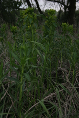 Euphorbia lucida