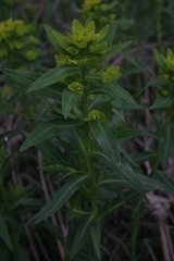 Euphorbia lucida