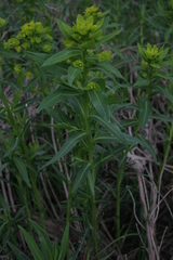 Euphorbia lucida