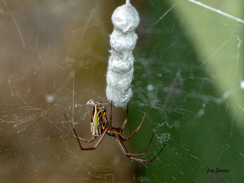 Basilica Orbweaver