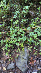 Hydrophyllum tenuipes