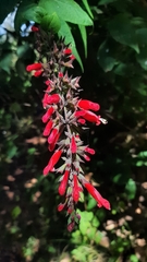 Salvia holwayi