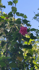 Hibiscus rosa-sinensis