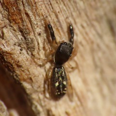 Metacyrba punctata