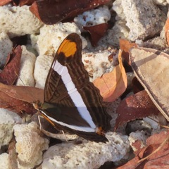 Adelpha fessonia