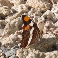 Adelpha fessonia