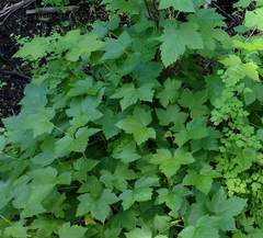 Ribes hudsonianum