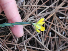 Genista tridentata