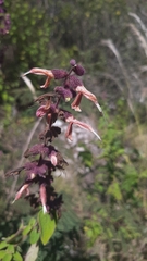 Salvia lasiantha