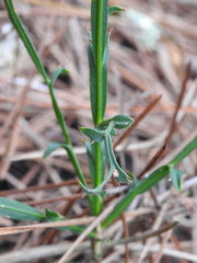 Genista tridentata
