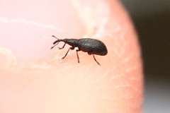 Brentidae