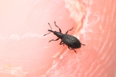 Brentidae