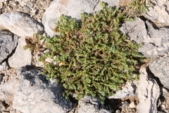 Euphorbia mesembryanthemifolia