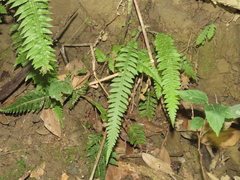 Phegopteris decursive-pinnata