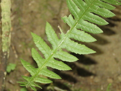 Phegopteris decursive-pinnata