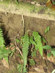 Phegopteris decursive-pinnata