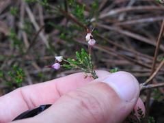 Erica umbellata