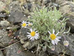 Erigeron pumilus