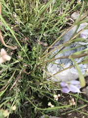 Gentianella multicaulis