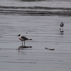 Leucophaeus pipixcan