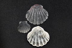 Pecten albicans