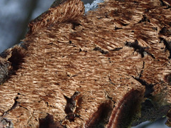 Metuloidea murashkinskyi