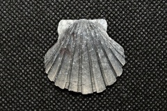 Pecten albicans