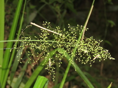 Panicum sarmentosum