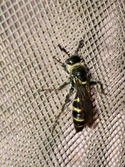 Dielis trifasciata