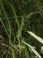 Panicum sarmentosum