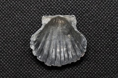 Pecten albicans