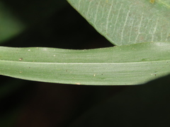 Panicum sarmentosum