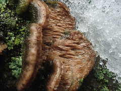 Metuloidea murashkinskyi