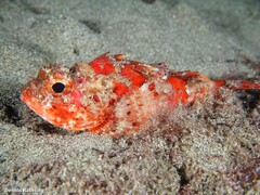 Scorpaena notata