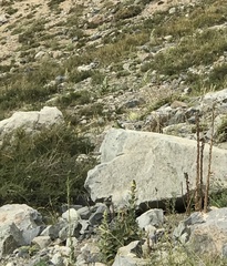 Psilopsiagon aurifrons