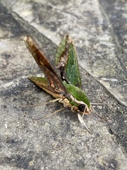 Xylophanes chiron