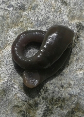 Haemopis