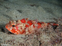 Scorpaena notata