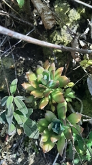 Echeveria rosea