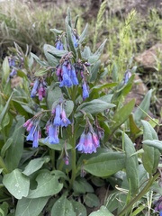 Mertensia