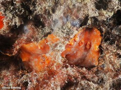 Platydoris argo