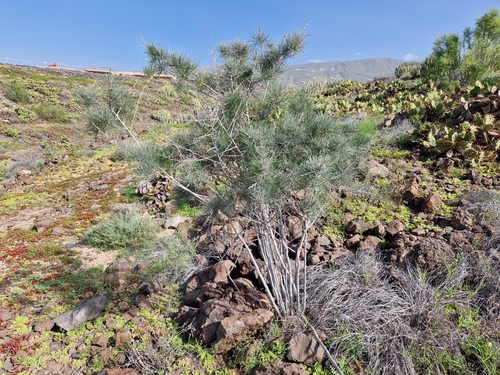 Asparagus arborescens (Asparagus arborescens)