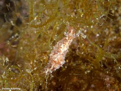 Stylocheilus polyomma