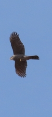 Accipiter nisus
