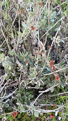 Eriogonum elongatum