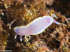 Felimida purpurea