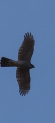 Accipiter nisus